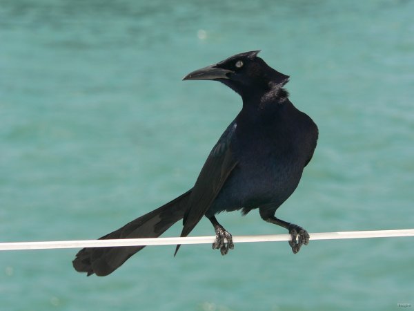 170- Un oiseau vient nous rendre visite 